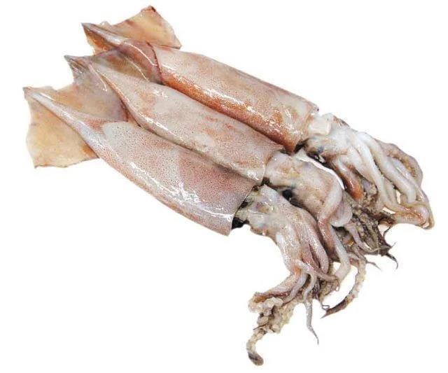 Calamar