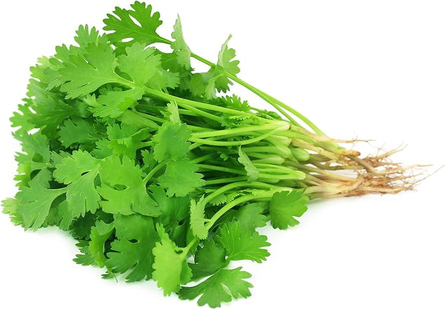 Cilantro