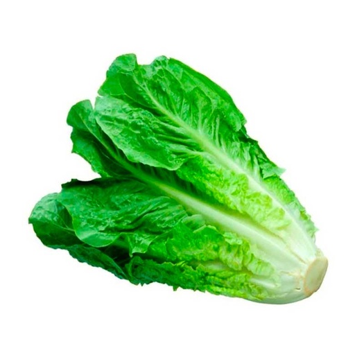[1411] Lechuga orejona