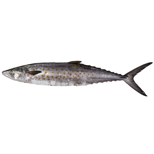 [3311] Pescado sierra