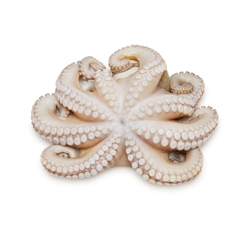 [3315] Pulpo crudo